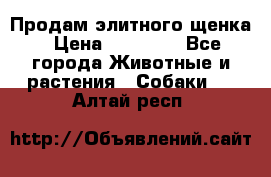 Продам элитного щенка › Цена ­ 30 000 - Все города Животные и растения » Собаки   . Алтай респ.